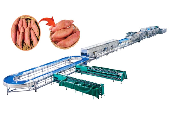 Automated Potato Cleaning and Air Drying Processing Line